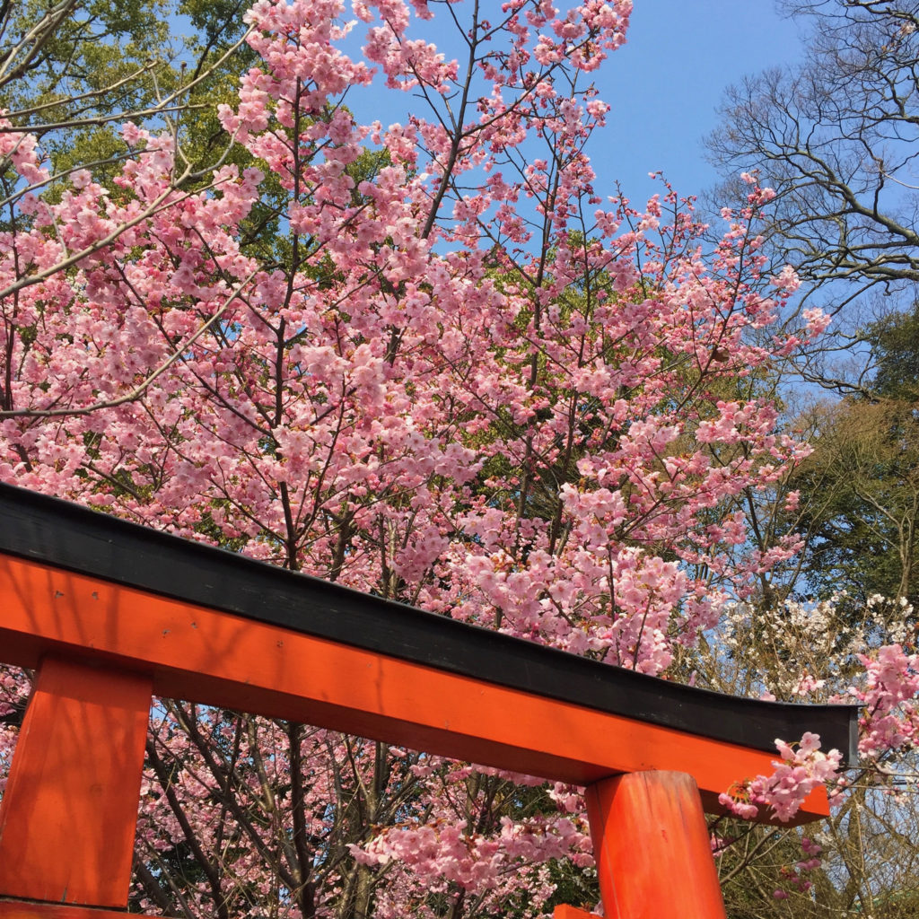 平野神社 鳥居と桜