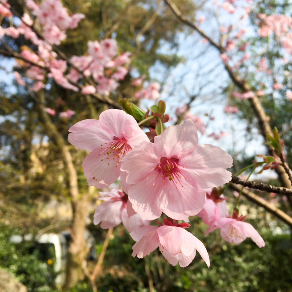 平野神社 春の訪れを告げる桜